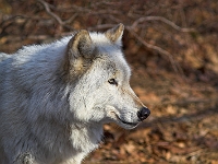 Arctic Wolf 072